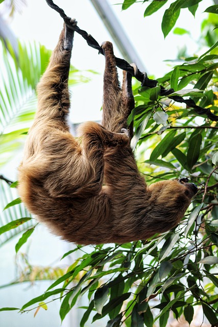 Sloth, animal, zoo and nature — photo by mariananistor35
