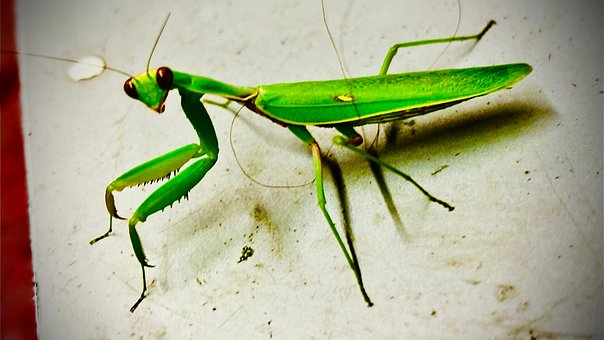 Free Insect Nun Mantis Religiosa photo and picture