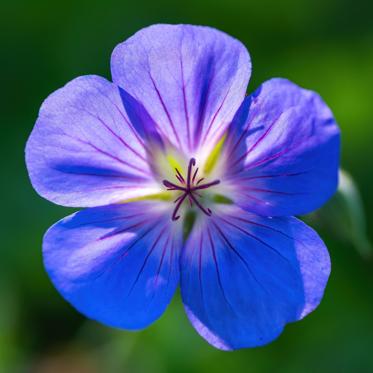 Fleur Fleurir Flore Le - Photo gratuite sur Pixabay