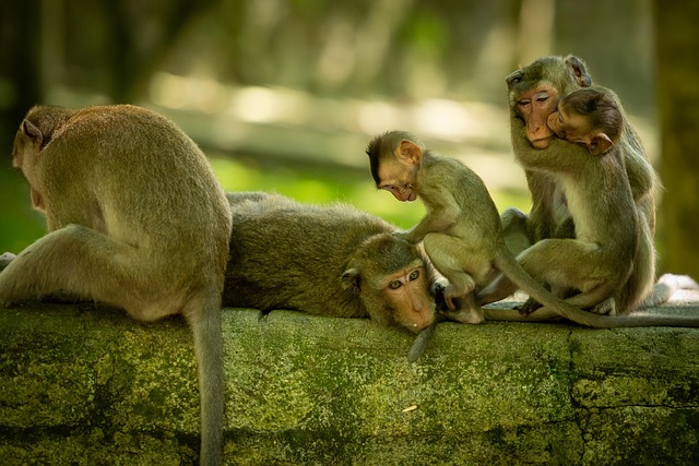 Free Animal Monkey Family photo and picture