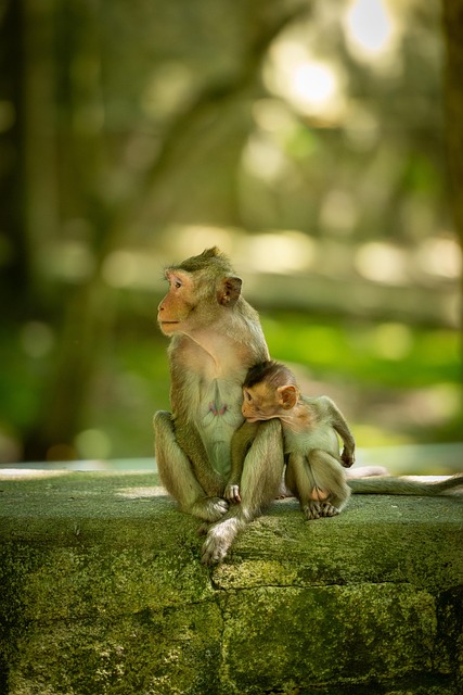 Free Monkeys Primate photo and picture