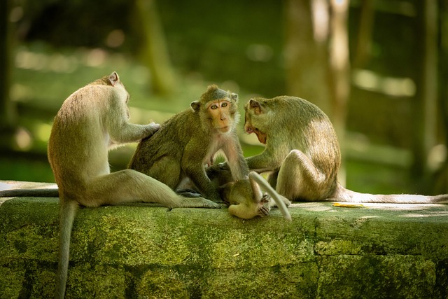 Free Monkeys Primate photo and picture