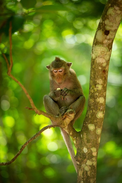 Free Monkeys Primate photo and picture