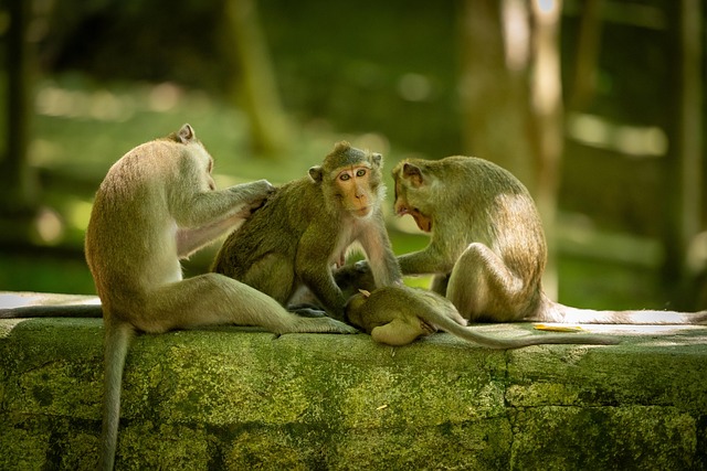 Free Monkeys Primate photo and picture