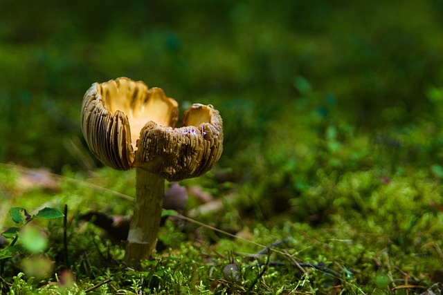 Download free HD stock image of Mushroom Nature Free Mushroom Nature photo and picture