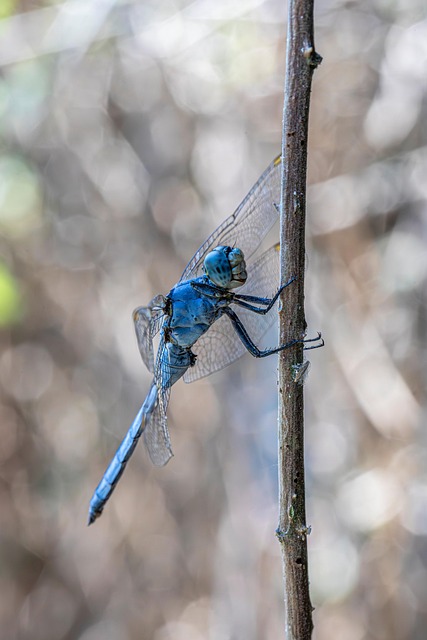 Free Keeled Skimmer Dragonfly Species photo and picture