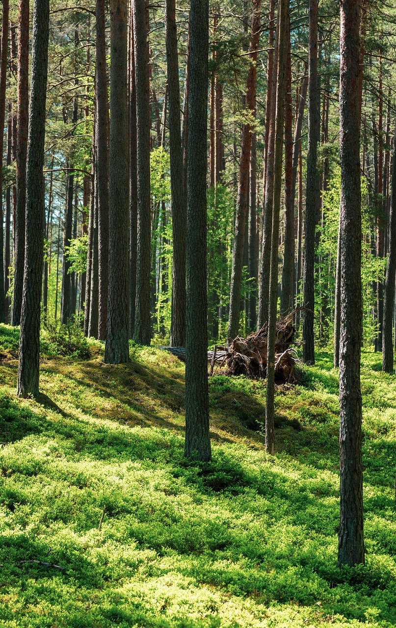 Latvia Riga Musim Semi - Foto gratis di Pixabay