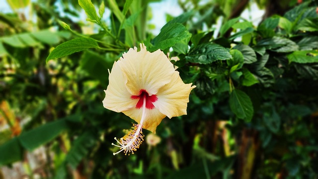 400,000+ Free Hibiscus Flower & Hibiscus Images - Pixabay