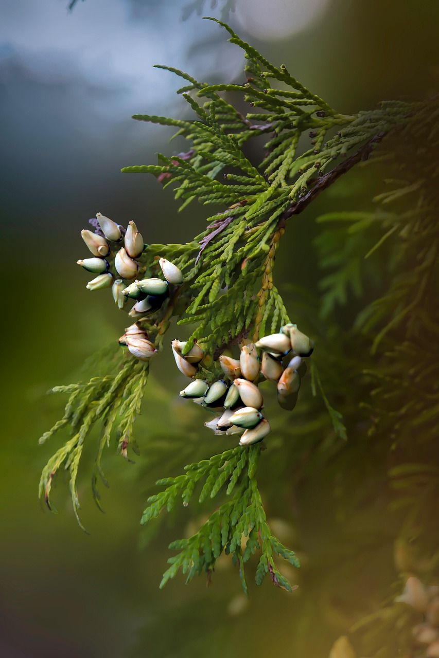 灌木 树 崖柏 - Pixabay上的免费照片 - Pixabay