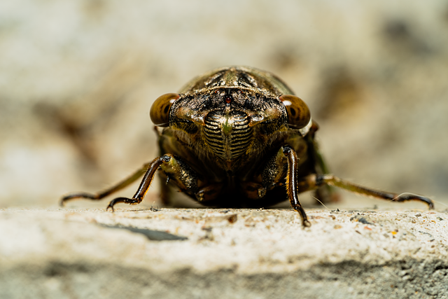 Download free HD stock image of Cicada Insect Free cicada insect nature illustration