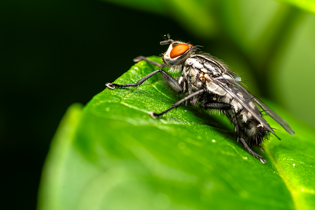 Mouche À Chair Voler Insecte - Image gratuite sur Pixabay - Pixabay