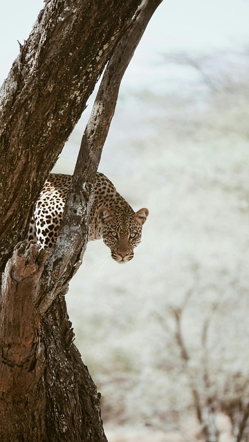 Free african leopard predator nature illustration