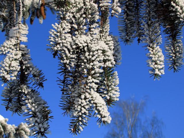 Abeto Árvore Natureza - Foto gratuita no Pixabay