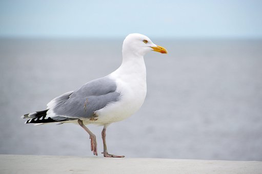 Möwe, Meer, Landschaft, Frankreich