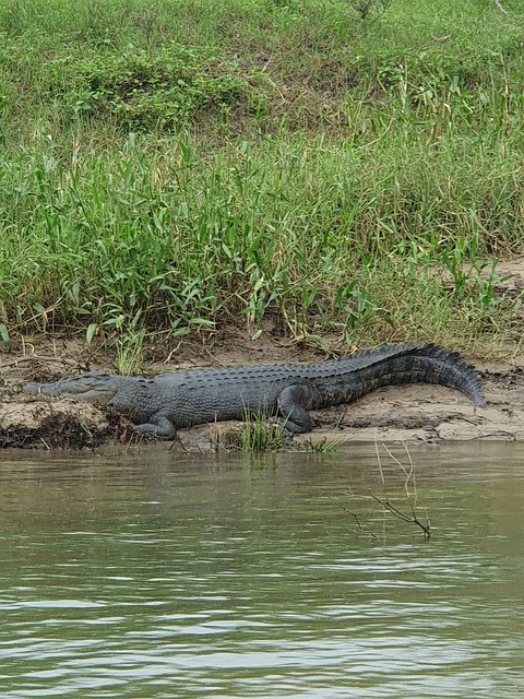 Free Crocodile Daintree photo and picture