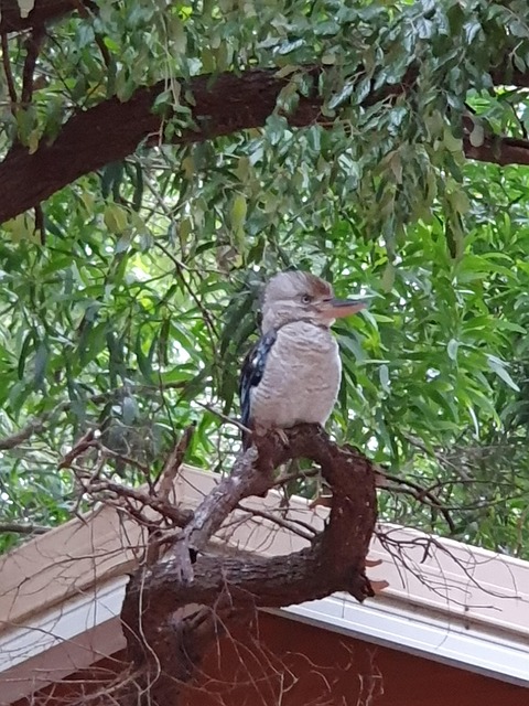 Free Kookaburra Bird photo and picture