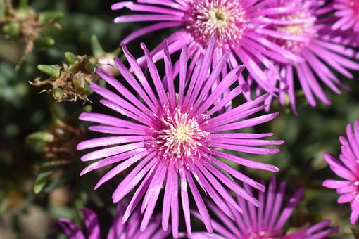 Blume, Rosa, Violett, Natur, Flora