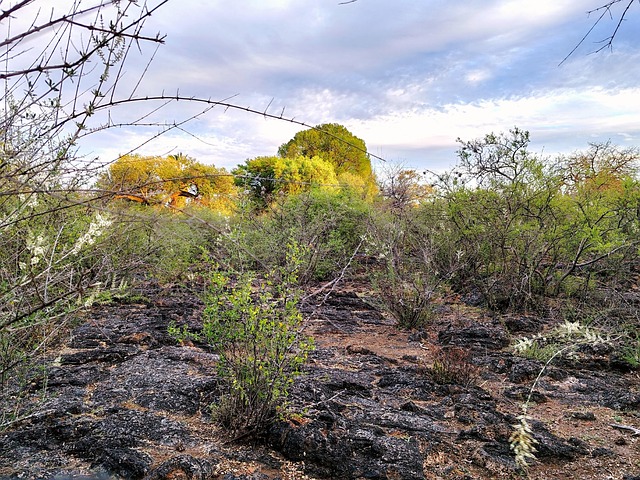 Free Tree Nature photo and picture