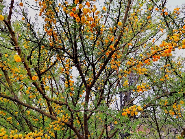 Free Tree Nature photo and picture