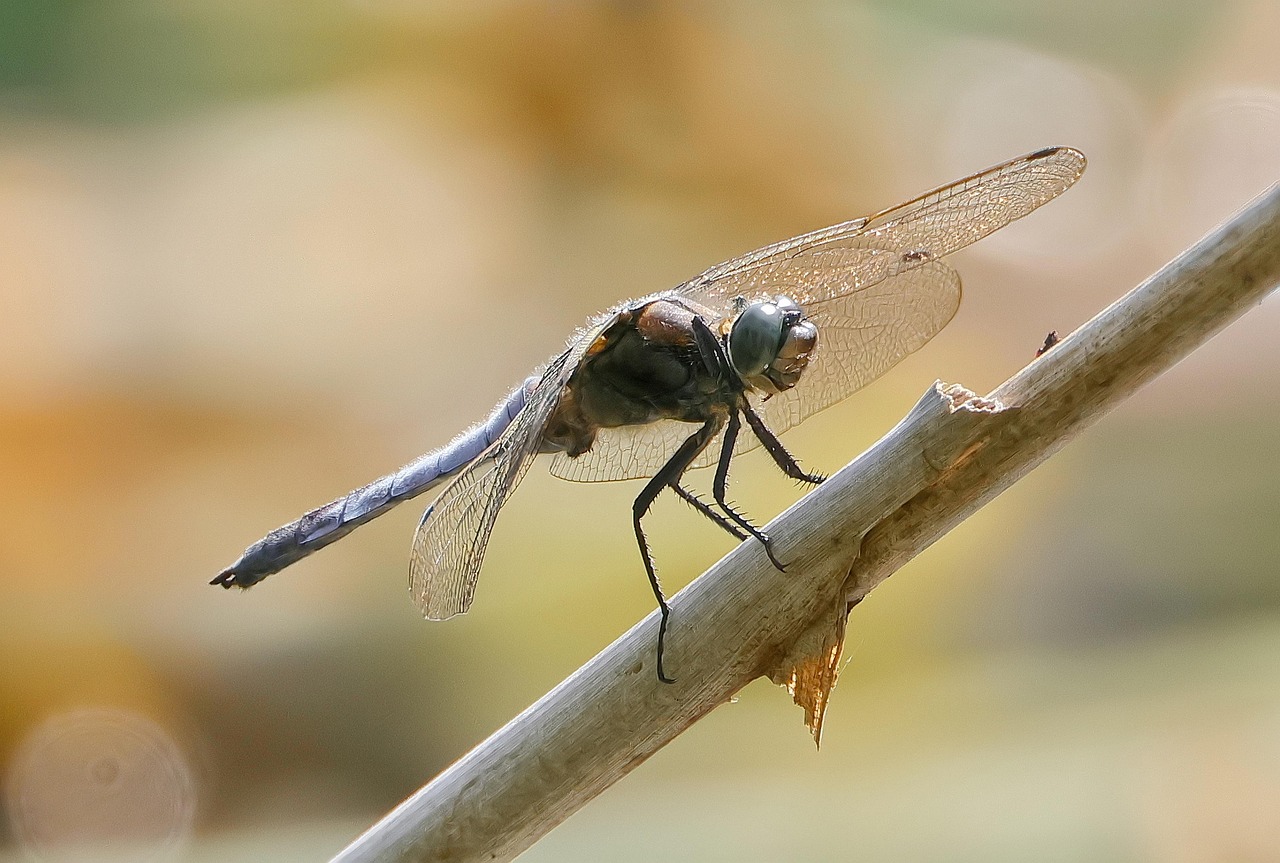 Dragonfly Insect Macro - Free photo on Pixabay - Pixabay