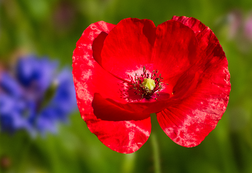 Papoula, Vermelho, Flor, Planta
