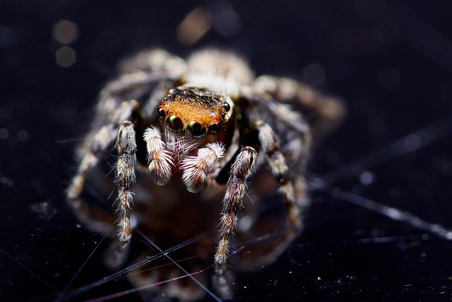 Free Jumping Spider Spider photo and picture