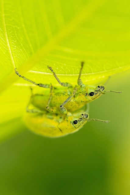 Free Cicada Insect photo and picture