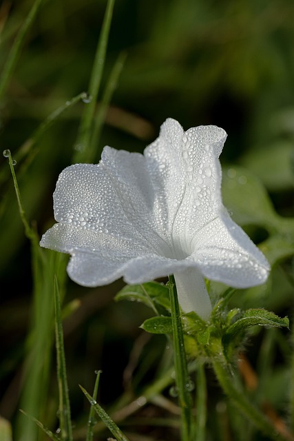 Free White Flower photo and picture
