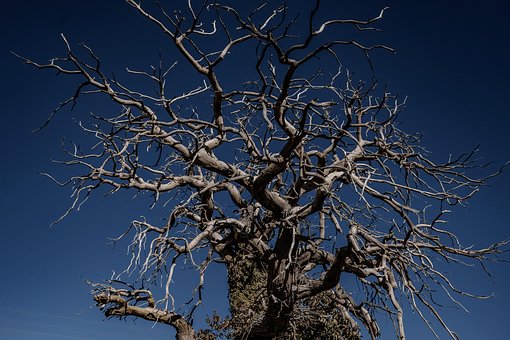 Indre, Árbol, Naturaleza, Paisaje