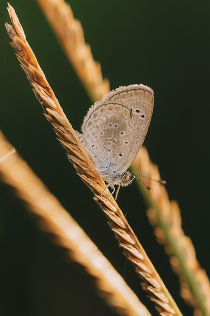 Sommerfugl, Cikade, Dipteran, Natur