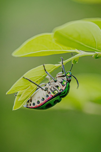 Free Beetle Cicada photo and picture