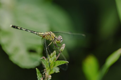 Free Dragonfly Wings photo and picture