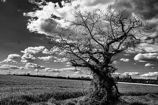 Árbol, Beber, Naturaleza, Paisaje