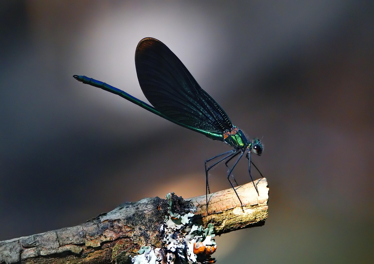 Butterfly Insect Dragonfly - Free photo on Pixabay - Pixabay