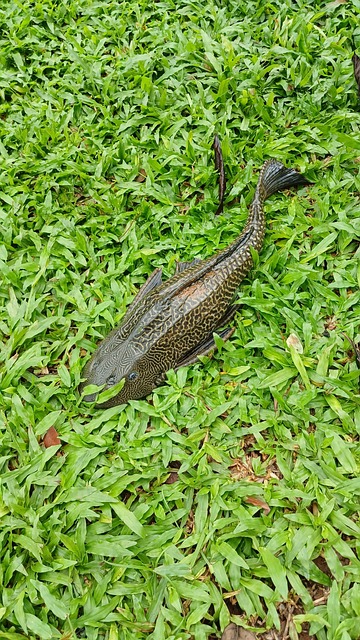 Free Nature Animal illustration and picture