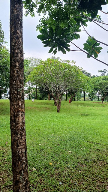 Natureza, Floresta, Arvores, Bosques