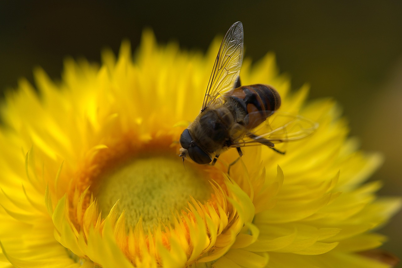 Yellow Flower Bee - Free photo on Pixabay - Pixabay