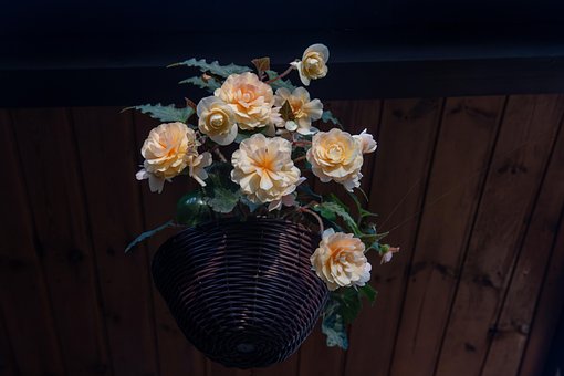 Free Begonia Begonias photo and picture