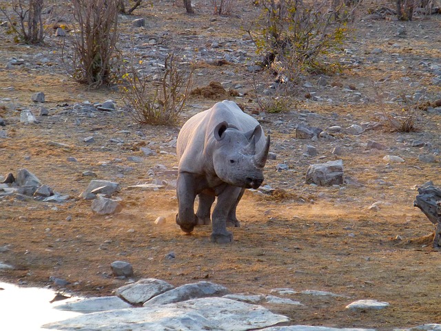 Free Africa Safari photo and picture