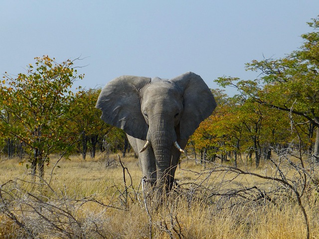 Free Elephant Africa photo and picture