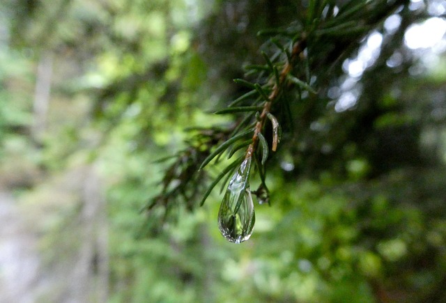 Free Raindrop Nature photo and picture