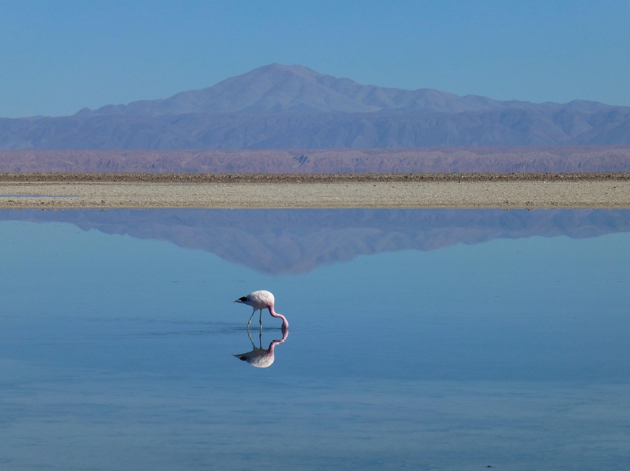 Flamingo - free online jigsaw puzzle photo