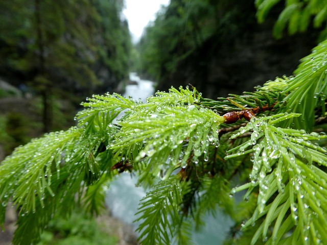 Free Rain Nature photo and picture