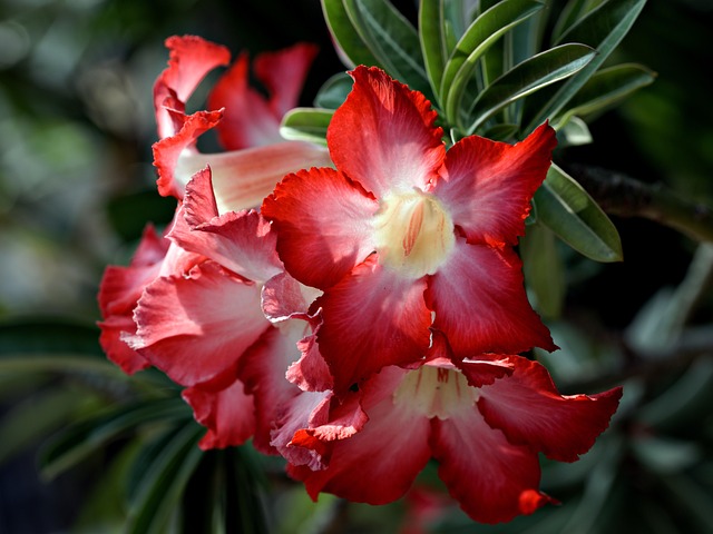 Red Adenium Flower - Free photo on Pixabay
