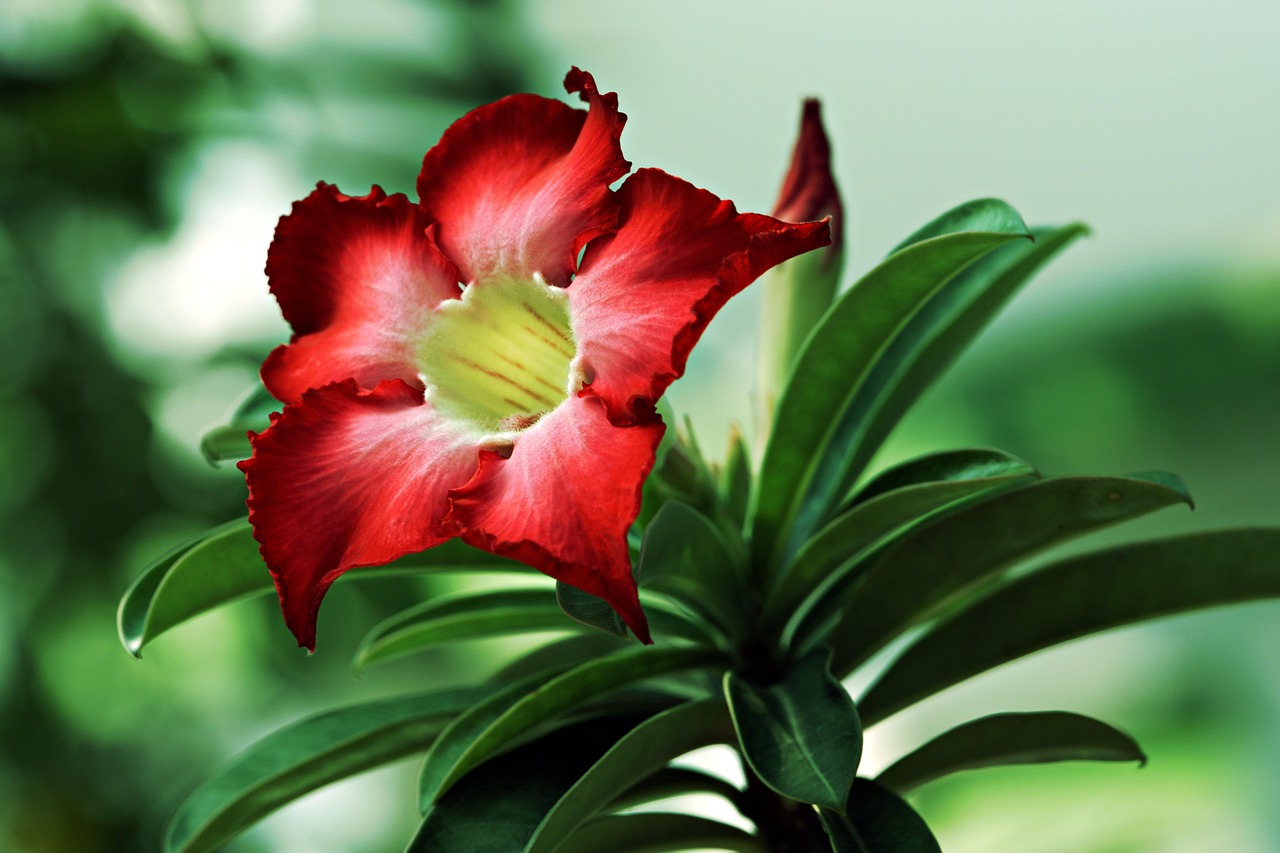 Red Adenium Flower - Free photo on Pixabay