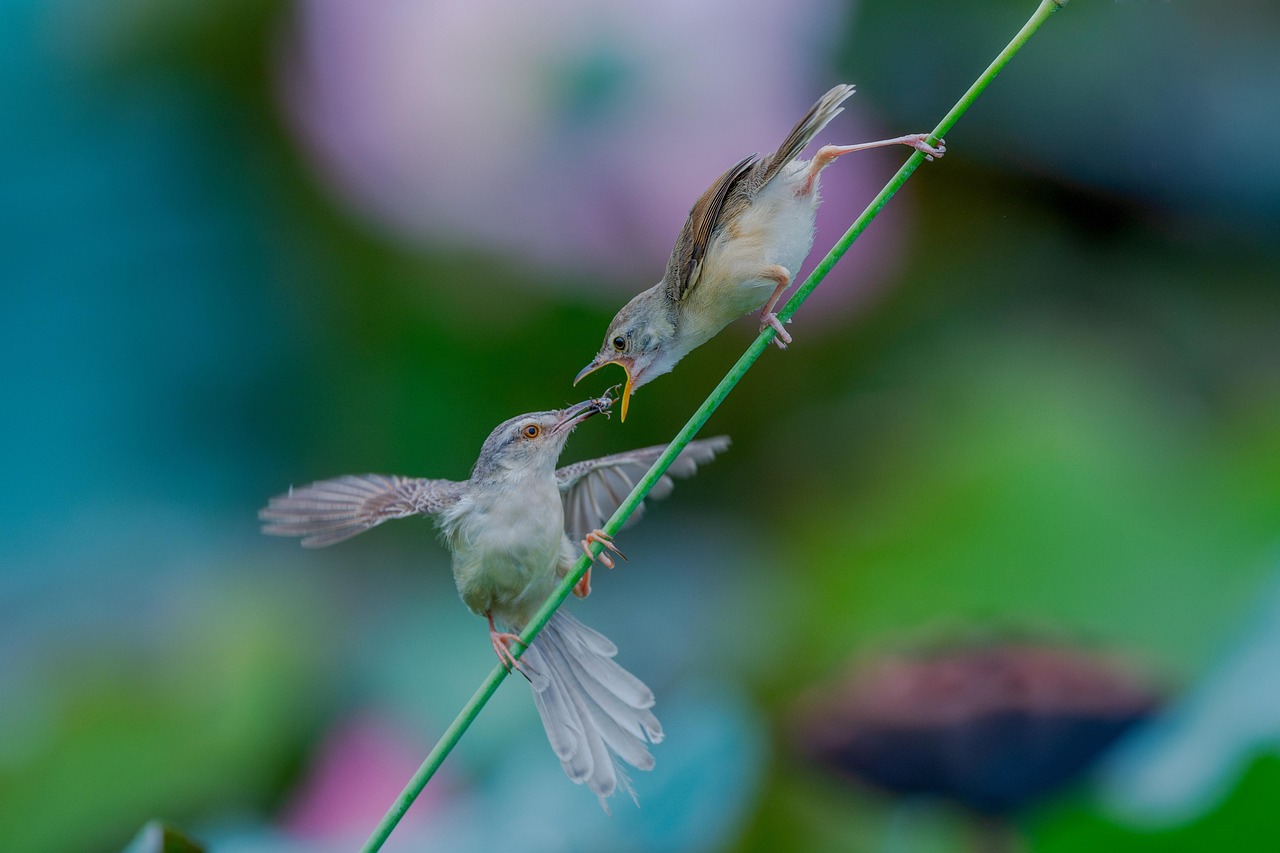鸟 自然 野生动物 - Pixabay上的免费照片 - Pixabay