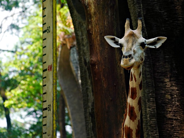 Free Giraffe Animal photo and picture