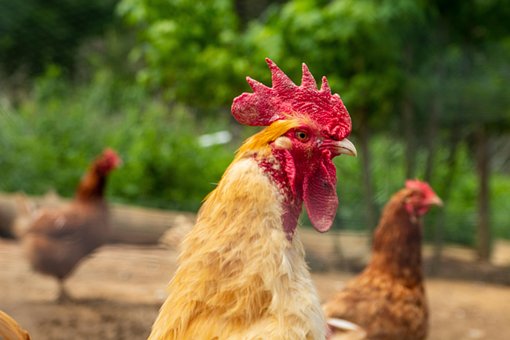 Free Hen Poultry photo and picture