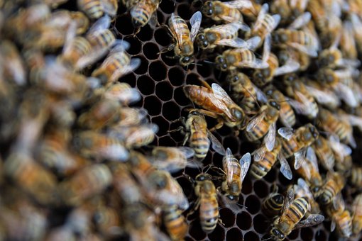 Free Colony Honeybees photo and picture