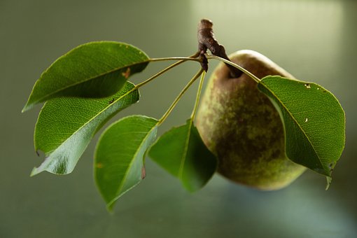 Free Pear Fruit photo and picture